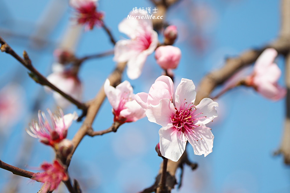 美國、加州｜弗雷斯諾Fresno County Blossom Trail．加州版三生三世十里桃花 - nurseilife.cc