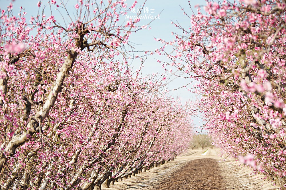 美國、加州｜弗雷斯諾Fresno County Blossom Trail．加州版三生三世十里桃花 - nurseilife.cc