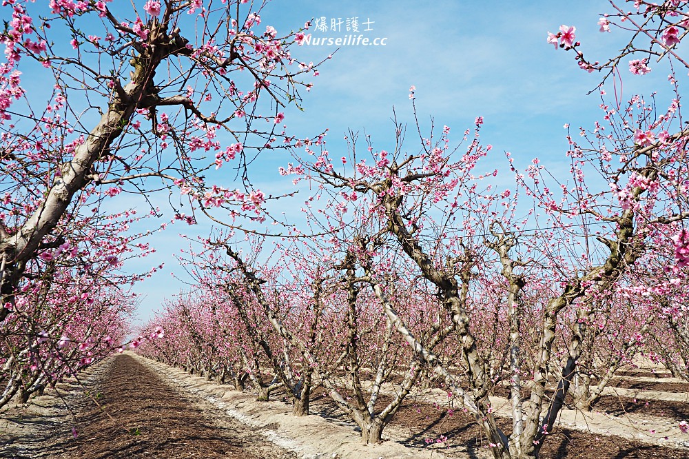 美國、加州｜弗雷斯諾Fresno County Blossom Trail．加州版三生三世十里桃花 - nurseilife.cc