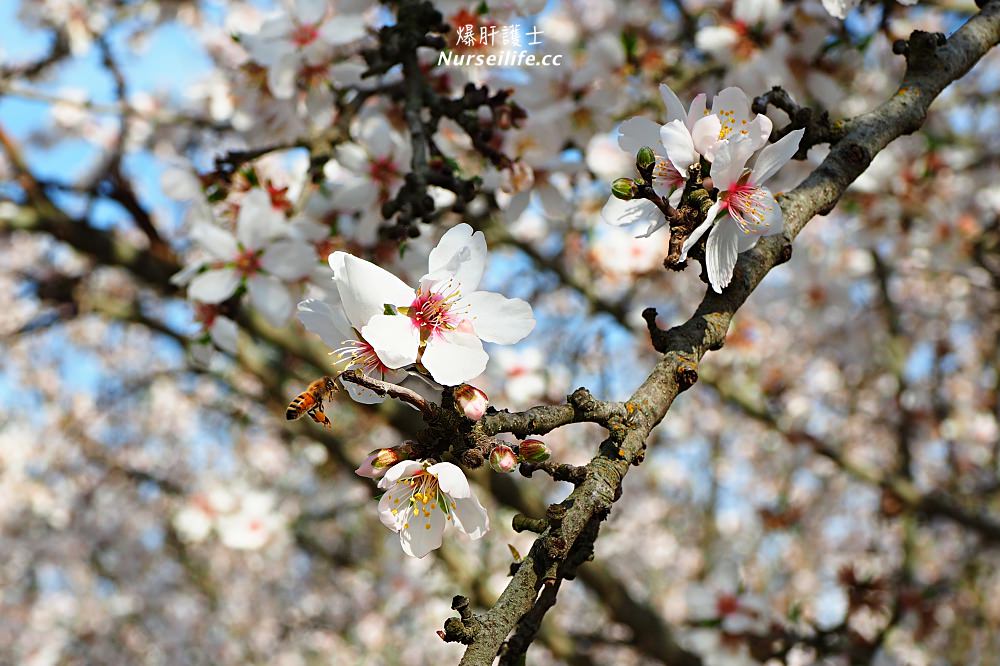 美國、加州｜弗雷斯諾Fresno County Blossom Trail．加州版三生三世十里桃花 - nurseilife.cc