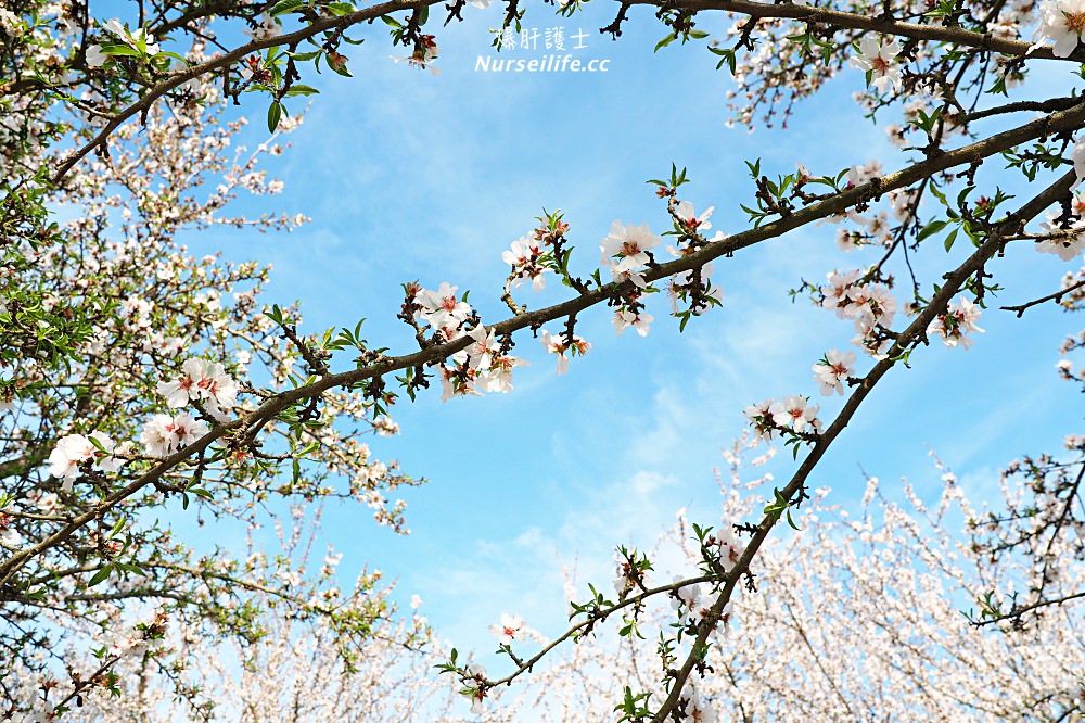 美國、加州｜弗雷斯諾Fresno County Blossom Trail．加州版三生三世十里桃花 - nurseilife.cc