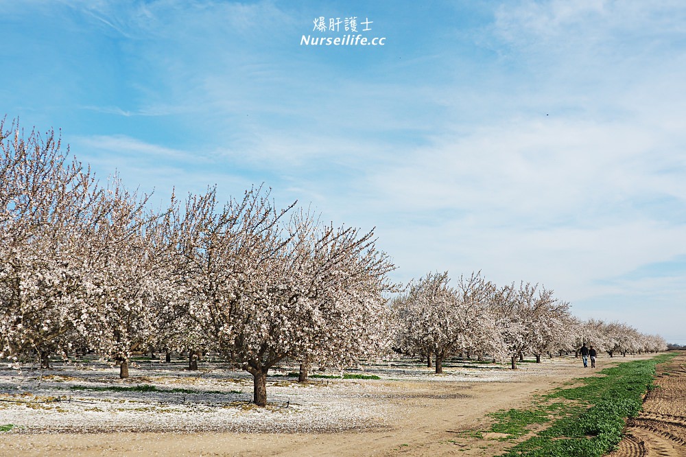 美國、加州｜弗雷斯諾Fresno County Blossom Trail．加州版三生三世十里桃花 - nurseilife.cc