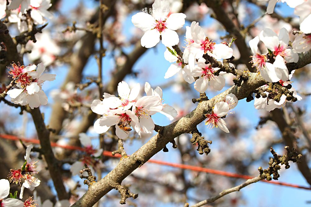 美國、加州｜弗雷斯諾Fresno County Blossom Trail．加州版三生三世十里桃花 - nurseilife.cc