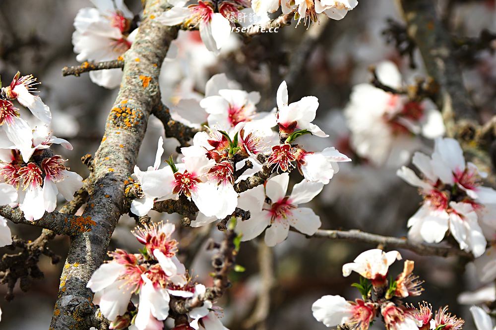 美國、加州｜弗雷斯諾Fresno County Blossom Trail．加州版三生三世十里桃花 - nurseilife.cc