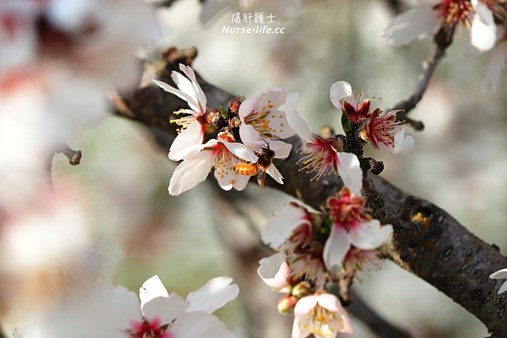 美國、加州｜弗雷斯諾Fresno County Blossom Trail．加州版三生三世十里桃花 - nurseilife.cc