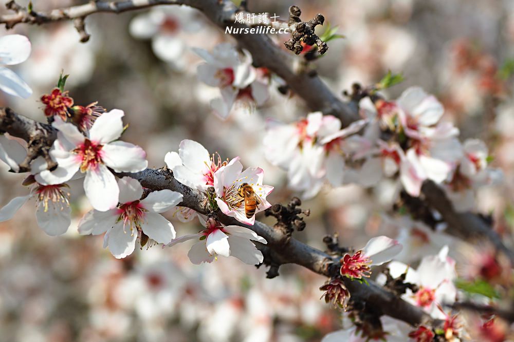 美國、加州｜弗雷斯諾Fresno County Blossom Trail．加州版三生三世十里桃花 - nurseilife.cc