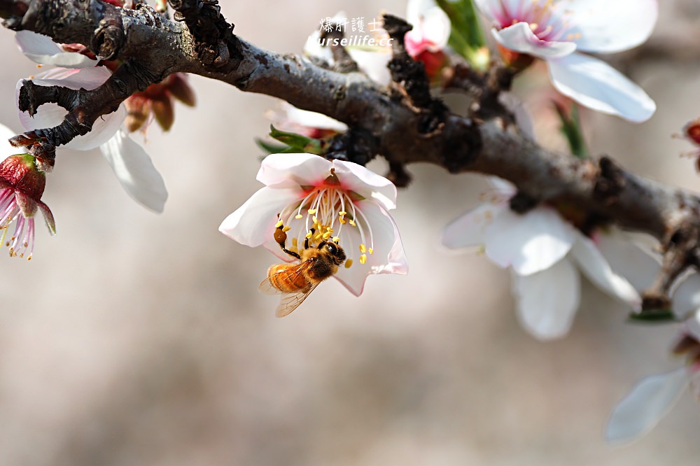 美國、加州｜弗雷斯諾Fresno County Blossom Trail．加州版三生三世十里桃花 - nurseilife.cc