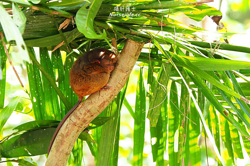 薄荷島一日遊：眼鏡猴、巧克力山、高空挫賽腳踏車 Bohol Chocolate Hills Adventure Park - nurseilife.cc