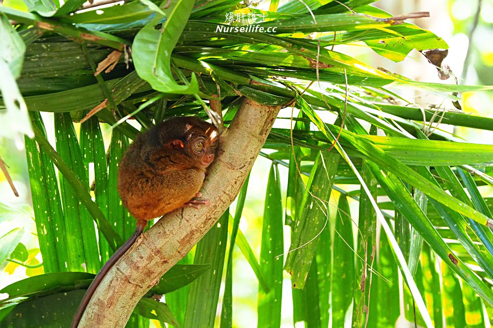 薄荷島一日遊：眼鏡猴、巧克力山、高空挫賽腳踏車 Bohol Chocolate Hills Adventure Park - nurseilife.cc