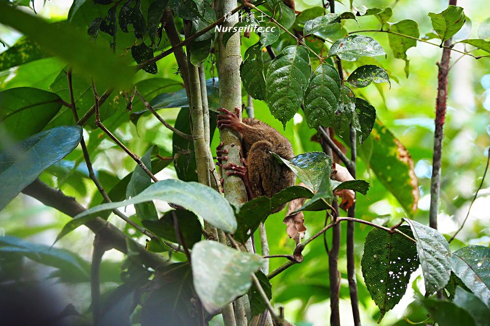 薄荷島一日遊：眼鏡猴、巧克力山、高空挫賽腳踏車 Bohol Chocolate Hills Adventure Park - nurseilife.cc