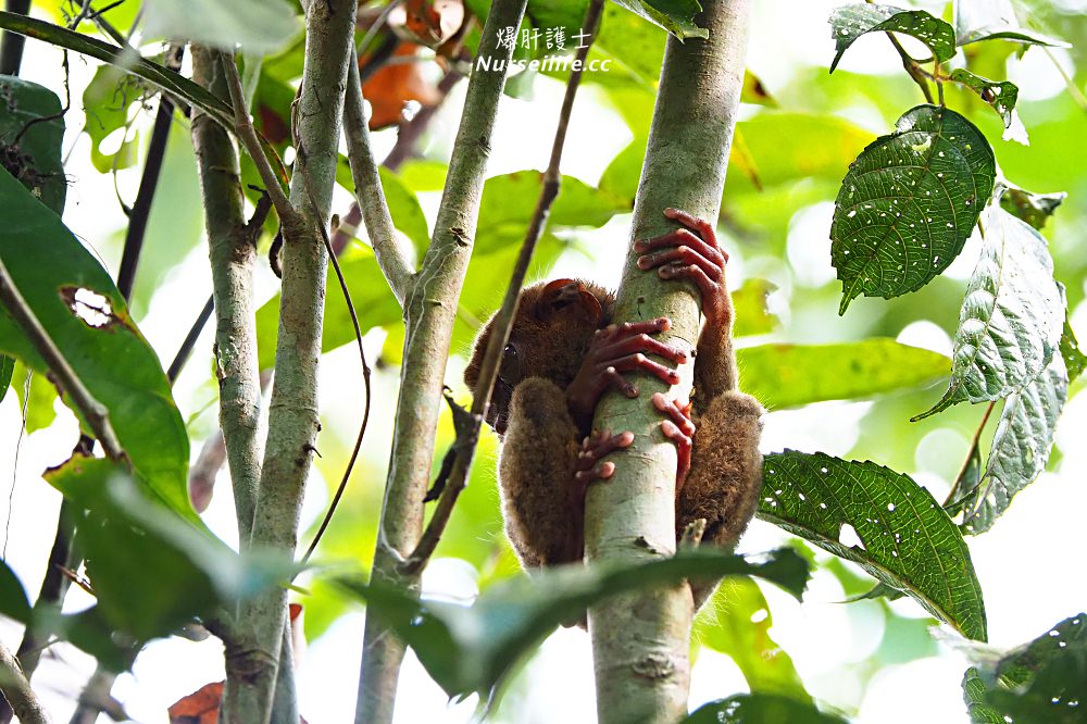 薄荷島一日遊：眼鏡猴、巧克力山、高空挫賽腳踏車 Bohol Chocolate Hills Adventure Park - nurseilife.cc