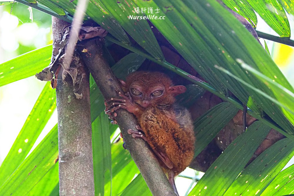 薄荷島一日遊：眼鏡猴、巧克力山、高空挫賽腳踏車 Bohol Chocolate Hills Adventure Park - nurseilife.cc