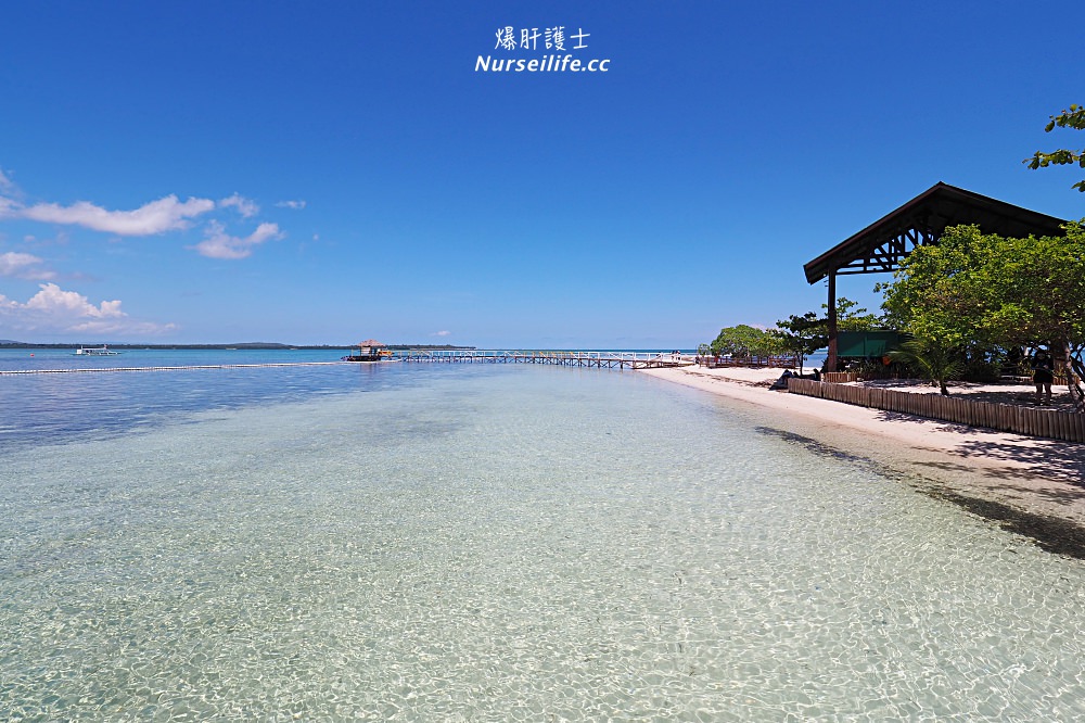 宿霧跳島：帕米拉坎島、巴里卡薩島、處女島一日遊 Bohol Island Hopping: Pamilacan, Balicasag, and Virgin Island. - nurseilife.cc