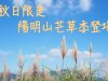 陽明山芒草季登場！秋日限定的健行美景