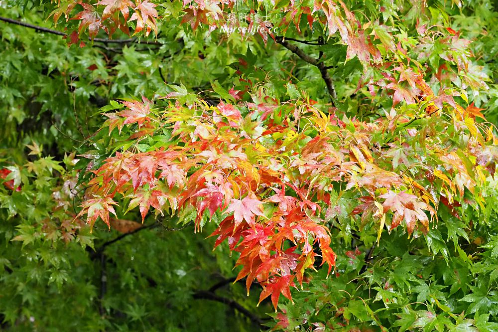 來一趟紅牛的誕生地之旅：福滿虛空藏尊圓藏寺、驛站會津柳津清柳苑 - nurseilife.cc