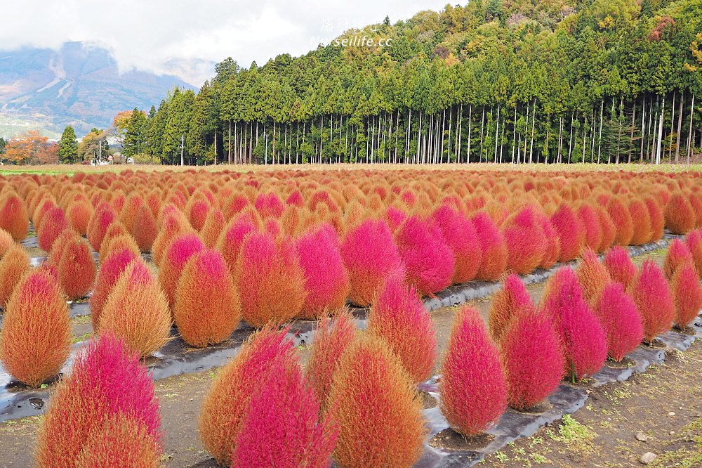 季節限定的粉紅掃帚草．是誰丟了滿地的毛線球！猪苗代ハーブ園 - nurseilife.cc