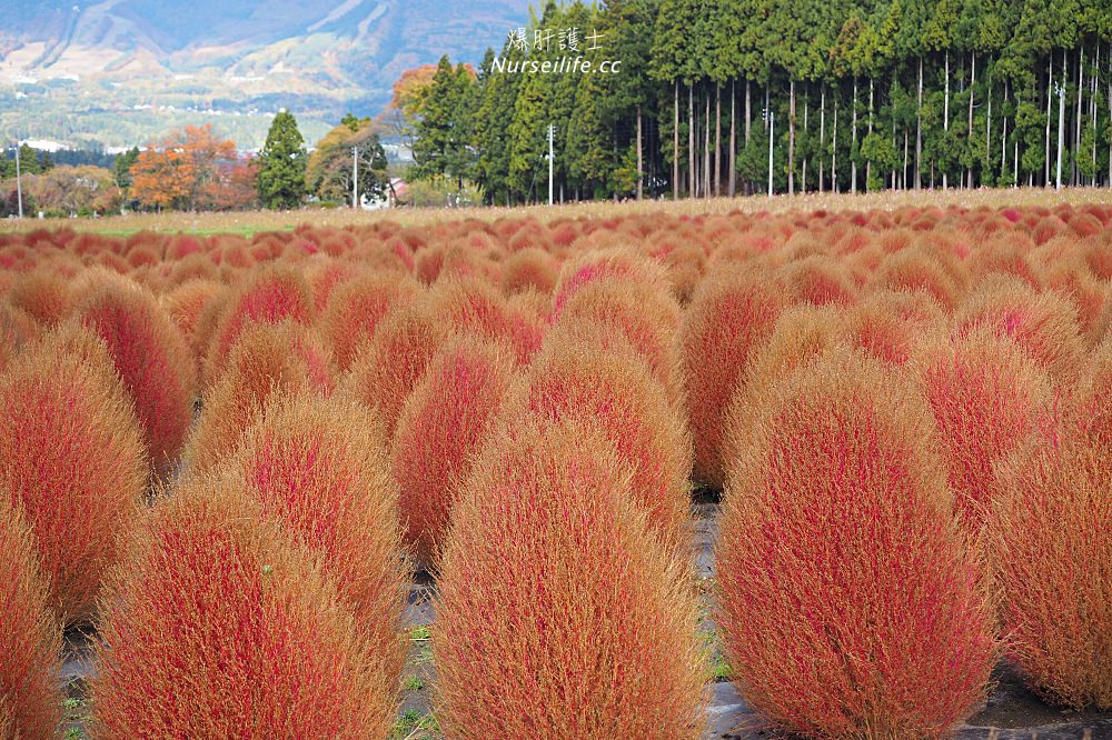 季節限定的粉紅掃帚草．是誰丟了滿地的毛線球！猪苗代ハーブ園 - nurseilife.cc