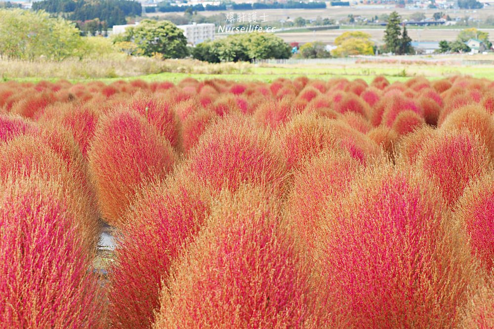 季節限定的粉紅掃帚草．是誰丟了滿地的毛線球！猪苗代ハーブ園 - nurseilife.cc