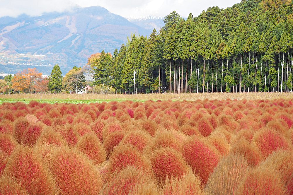 季節限定的粉紅掃帚草．是誰丟了滿地的毛線球！猪苗代ハーブ園 - nurseilife.cc