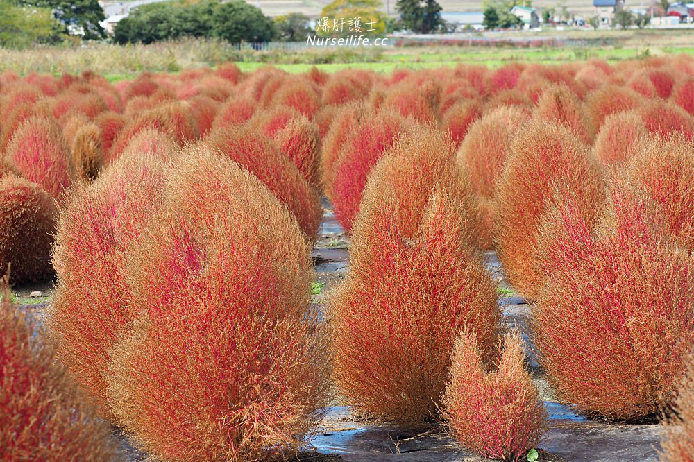 季節限定的粉紅掃帚草．是誰丟了滿地的毛線球！猪苗代ハーブ園 - nurseilife.cc