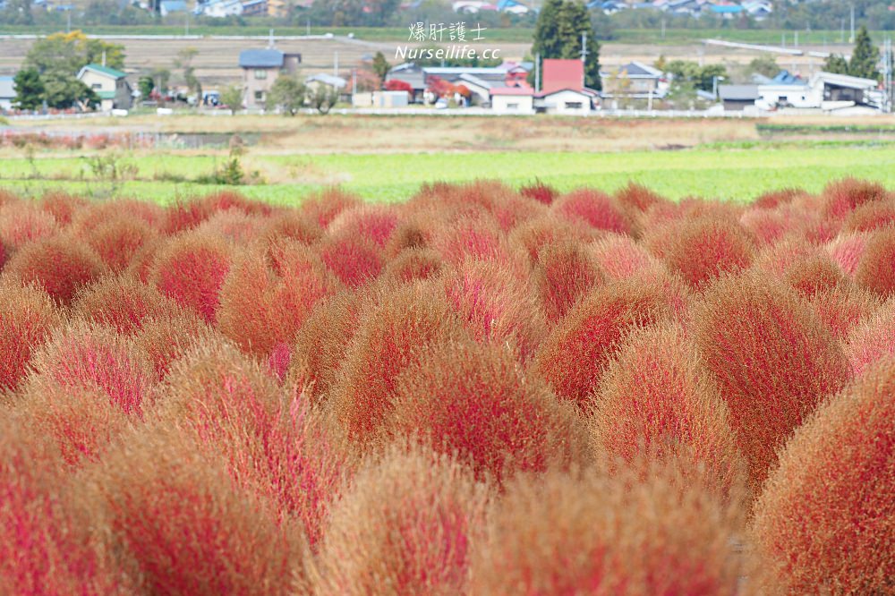 季節限定的粉紅掃帚草．是誰丟了滿地的毛線球！猪苗代ハーブ園 - nurseilife.cc