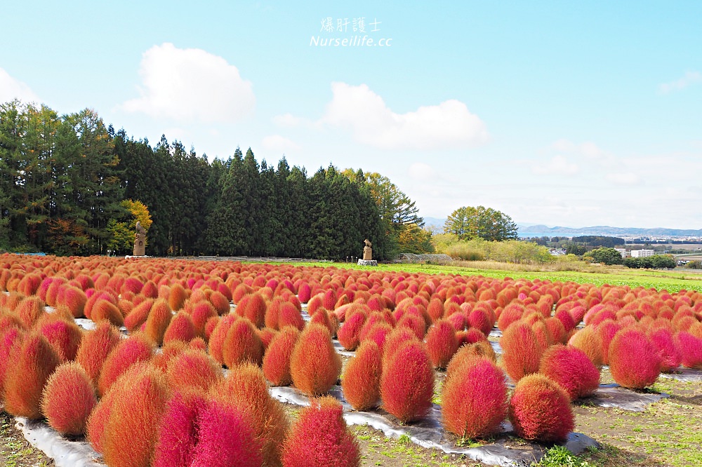 季節限定的粉紅掃帚草．是誰丟了滿地的毛線球！猪苗代ハーブ園 - nurseilife.cc