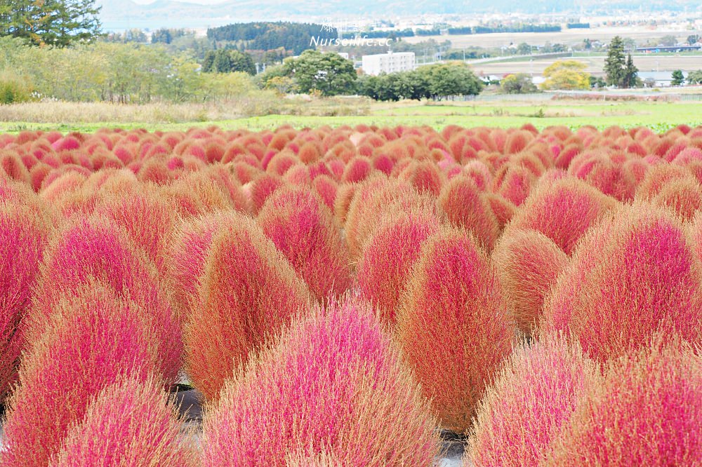 季節限定的粉紅掃帚草．是誰丟了滿地的毛線球！猪苗代ハーブ園 - nurseilife.cc