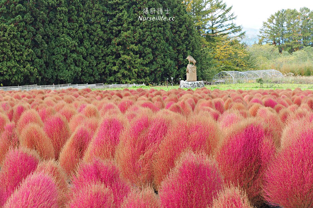 季節限定的粉紅掃帚草．是誰丟了滿地的毛線球！猪苗代ハーブ園 - nurseilife.cc