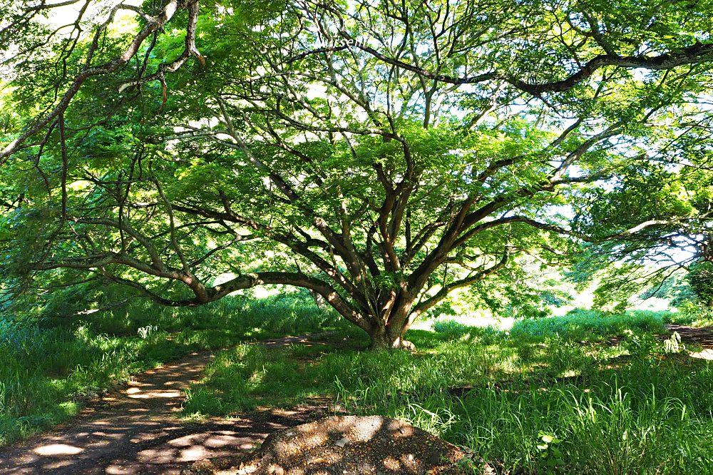 夏威夷｜追星、被恐龍追都不能錯過的古蘭尼牧場一日遊（Kualoa Ranch） - nurseilife.cc