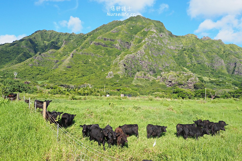 夏威夷｜追星、被恐龍追都不能錯過的古蘭尼牧場一日遊（Kualoa Ranch） - nurseilife.cc