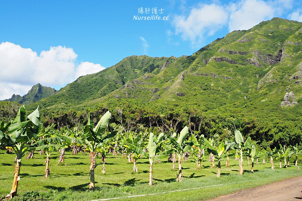 夏威夷｜追星、被恐龍追都不能錯過的古蘭尼牧場一日遊（Kualoa Ranch） - nurseilife.cc