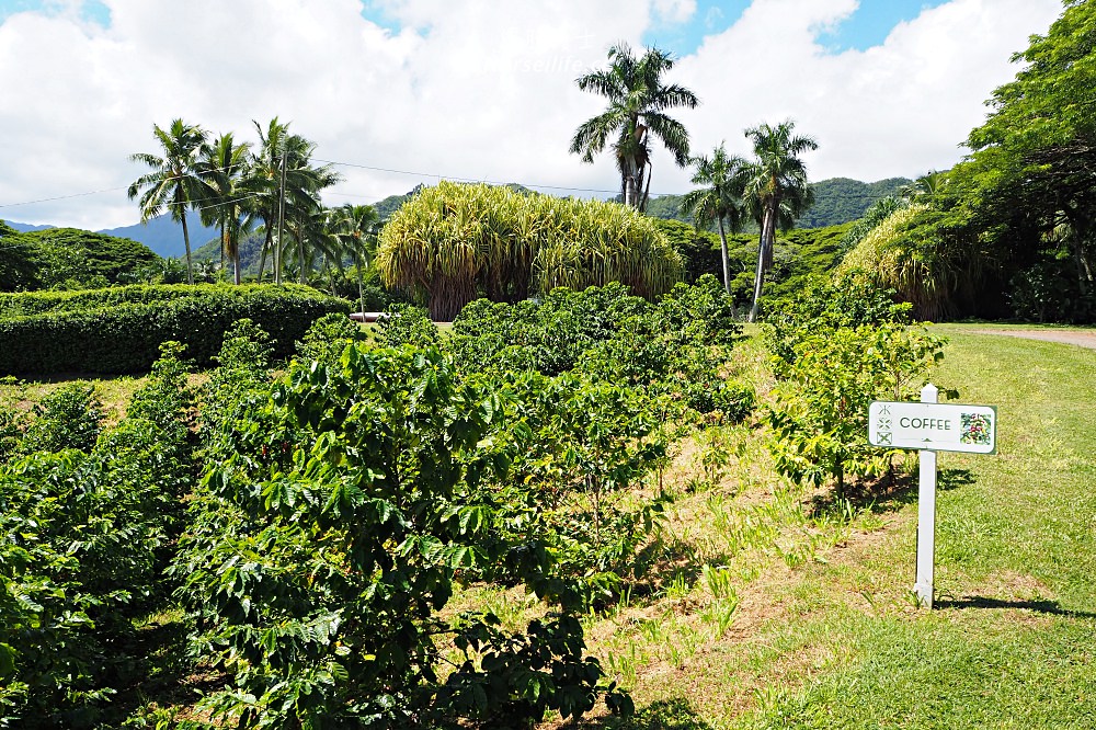 夏威夷｜追星、被恐龍追都不能錯過的古蘭尼牧場一日遊（Kualoa Ranch） - nurseilife.cc