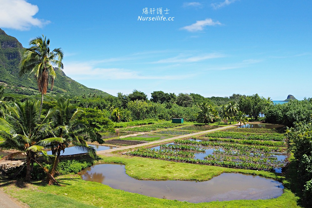 夏威夷｜追星、被恐龍追都不能錯過的古蘭尼牧場一日遊（Kualoa Ranch） - nurseilife.cc