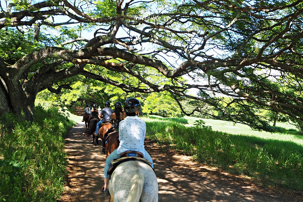 夏威夷｜追星、被恐龍追都不能錯過的古蘭尼牧場一日遊（Kualoa Ranch） - nurseilife.cc