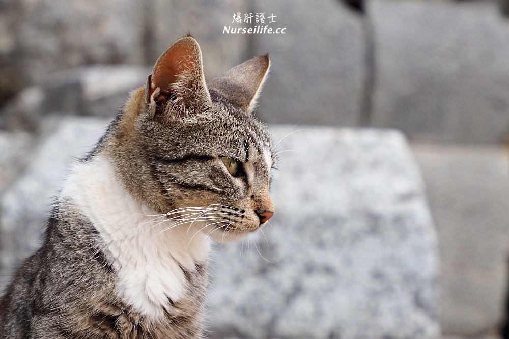 土耳其｜艾菲索斯/以弗所遺址Ephesus．世界十大古蹟的文化遺產之旅 - nurseilife.cc