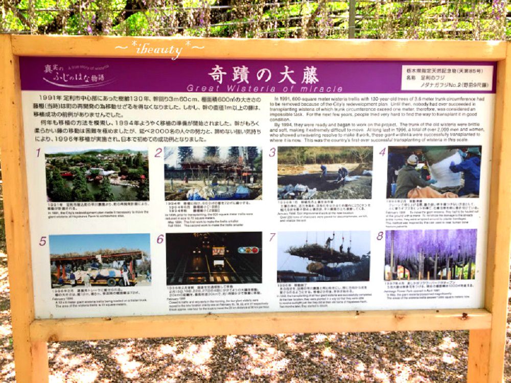 枥木｜足利花卉公園．紫藤隧道、玫瑰花海，百花齊放! - nurseilife.cc