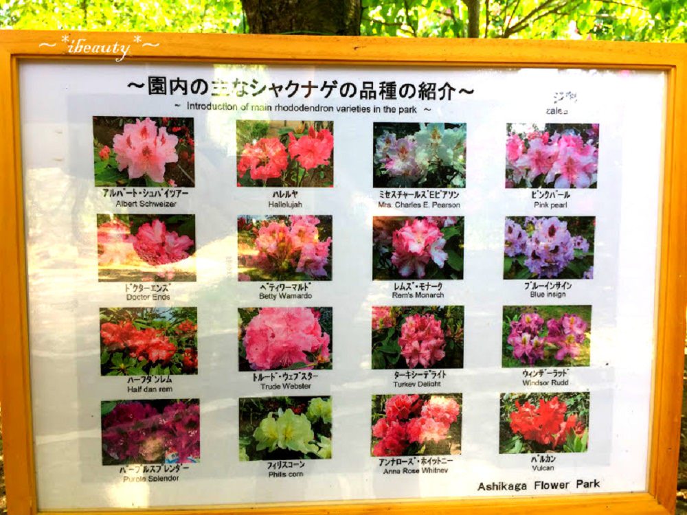 枥木｜足利花卉公園．紫藤隧道、玫瑰花海，百花齊放! - nurseilife.cc