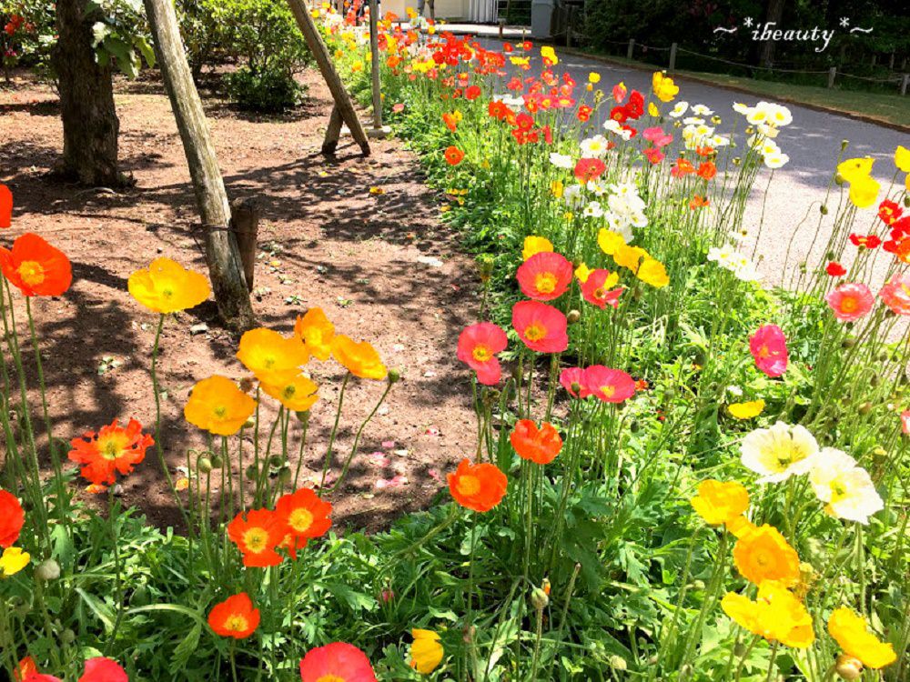 枥木｜足利花卉公園．紫藤隧道、玫瑰花海，百花齊放! - nurseilife.cc