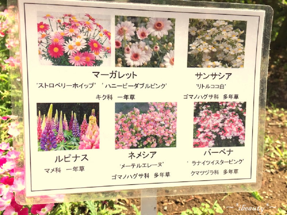 枥木｜足利花卉公園．紫藤隧道、玫瑰花海，百花齊放! - nurseilife.cc