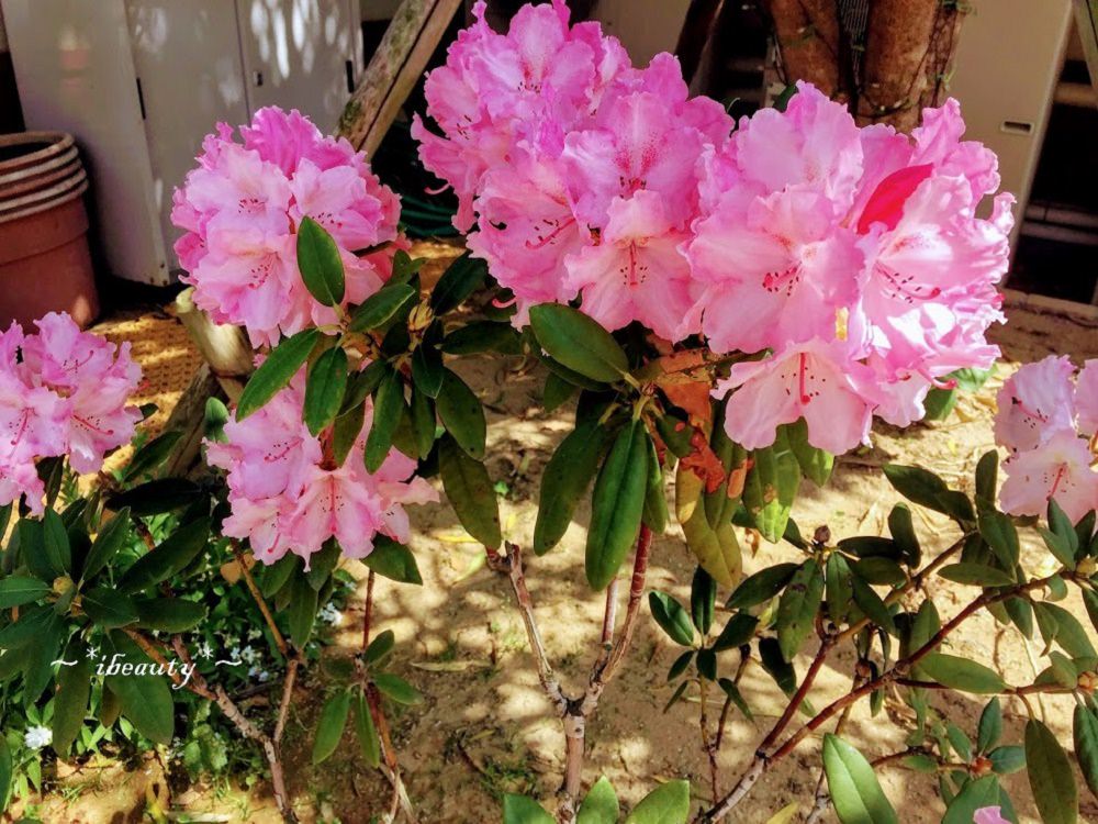 枥木｜足利花卉公園．紫藤隧道、玫瑰花海，百花齊放! - nurseilife.cc