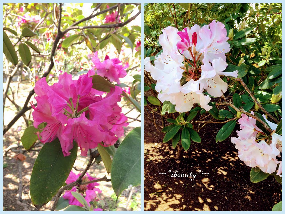 枥木｜足利花卉公園．紫藤隧道、玫瑰花海，百花齊放! - nurseilife.cc