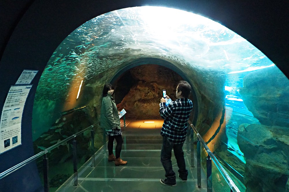 山口｜下關海響館．日本最大的企鵝村，還可以體驗餵食秀！ - nurseilife.cc