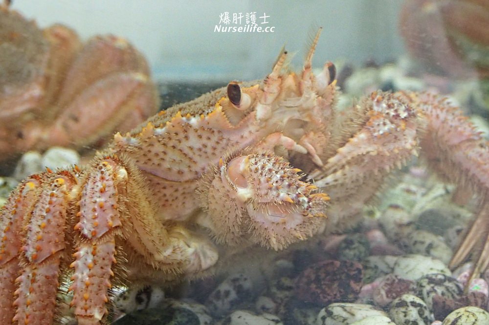 北海道｜釧路漁人碼頭MOO．地道美食、郵局、伴手禮，還有毛蟹夾娃娃機！ - nurseilife.cc