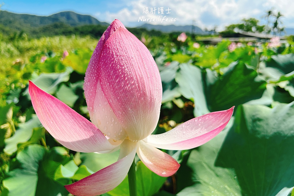 老檔車的東北角吃海鮮一日遊 - nurseilife.cc