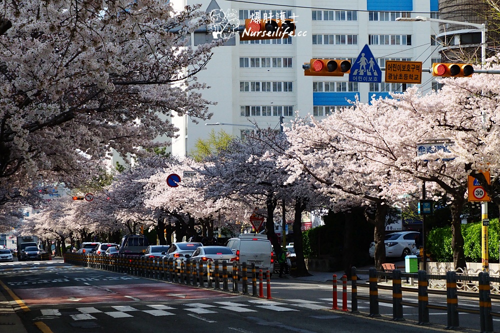 【釜山賞櫻】南川洞櫻花路、海雲台膠囊列車、水營江包船夜遊 - nurseilife.cc