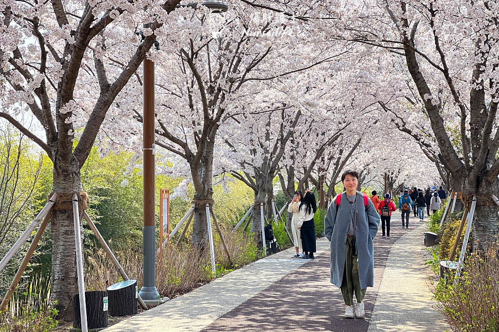 【釜山賞櫻】五六島｜大渚生態公園｜30里櫻花路｜松島龍宮雲橋 - nurseilife.cc