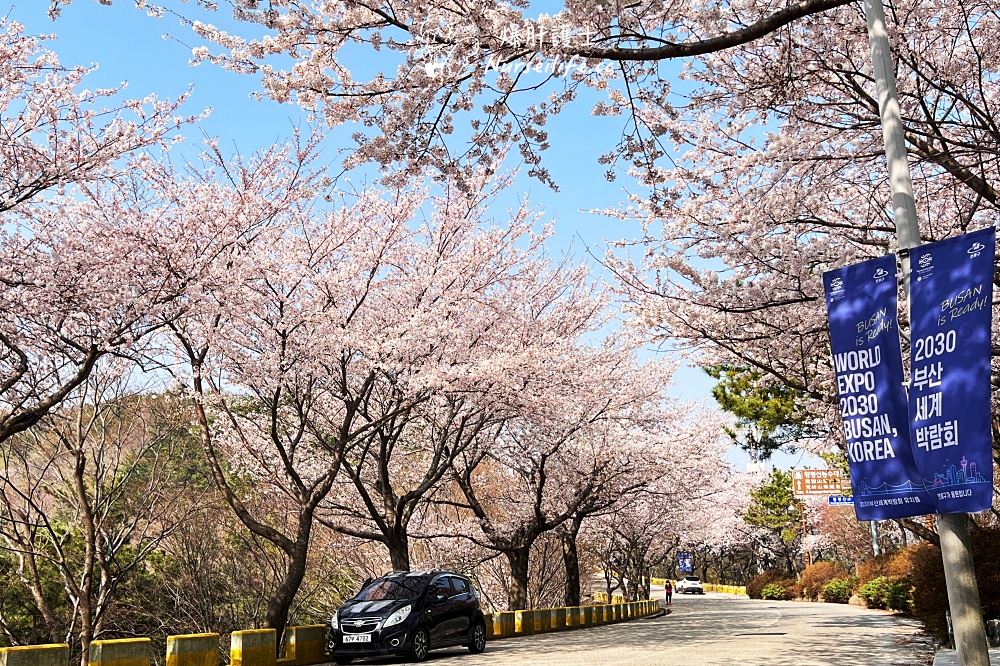 【釜山賞櫻】荒嶺山展望台｜溫泉川櫻花路｜樂天Adventure - nurseilife.cc