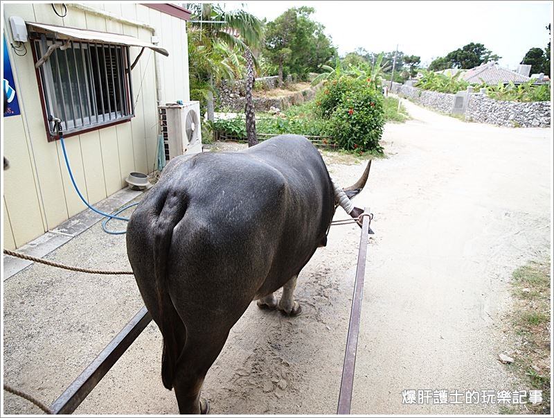 【沖繩】竹富島水牛車觀光散策 - nurseilife.cc