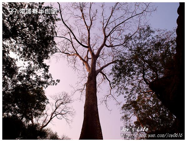 【Angkor】Ta Prohm 塔普倫寺 - nurseilife.cc