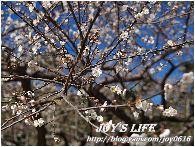 【南投】春風吹雪，牛稠坑野餐賞梅去~ - nurseilife.cc